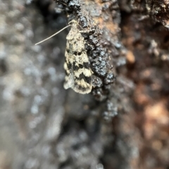 Barea phaeomochla at Jerrabomberra, NSW - 13 Nov 2021