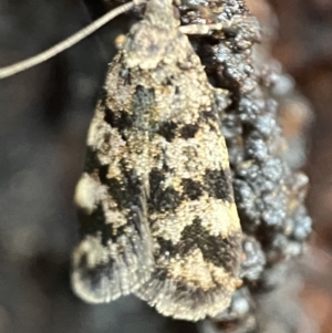 Barea phaeomochla at Jerrabomberra, NSW - 13 Nov 2021