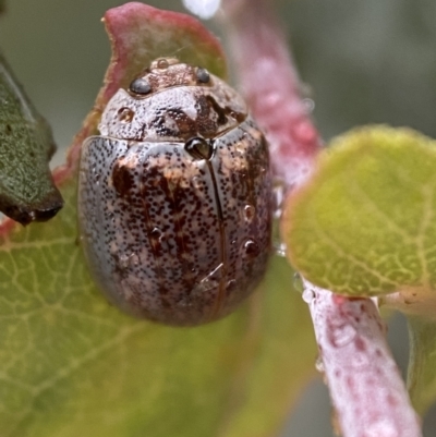 Paropsisterna m-fuscum (Eucalyptus Leaf Beetle) at QPRC LGA - 13 Nov 2021 by Steve_Bok