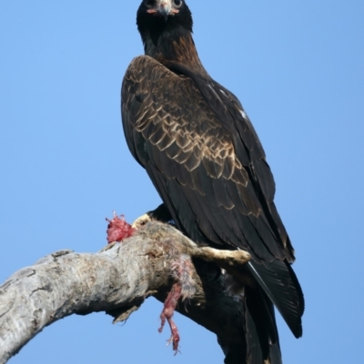 Aquila audax (Wedge-tailed Eagle) at Mount Ainslie - 1 Nov 2021 by jb2602