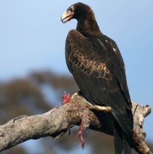 Aquila audax at Ainslie, ACT - suppressed