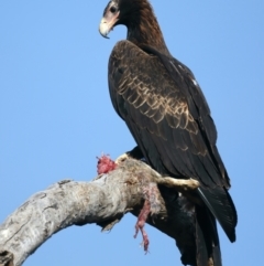 Aquila audax at Ainslie, ACT - suppressed