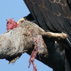 Aquila audax at Ainslie, ACT - suppressed