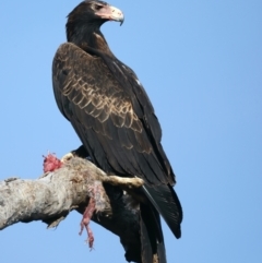 Aquila audax at Ainslie, ACT - suppressed