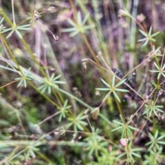 Galium divaricatum (Slender Bedstraw) at Googong, NSW - 13 Nov 2021 by Wandiyali