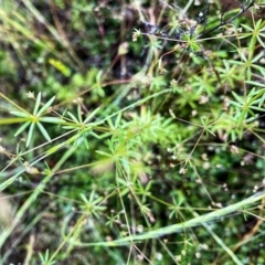 Galium divaricatum at Googong, NSW - 13 Nov 2021