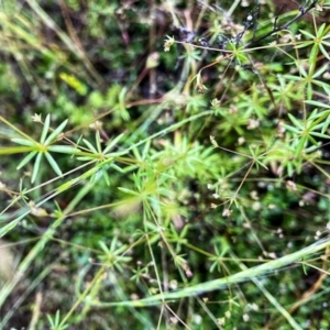 Galium divaricatum at Googong, NSW - 13 Nov 2021