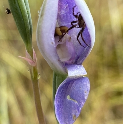 Thelymitra sp. (pauciflora complex) (Sun Orchid) at Stromlo, ACT - 13 Nov 2021 by AJB