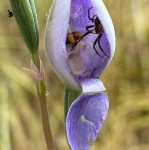 Thelymitra sp. (pauciflora complex) at Stromlo, ACT - 13 Nov 2021