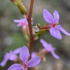 Stylidium graminifolium (grass triggerplant) at Molonglo Valley, ACT - 13 Nov 2021 by AJB