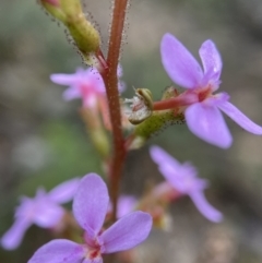 Stylidium graminifolium (Grass Triggerplant) at Black Mountain - 13 Nov 2021 by AJB