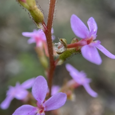 Stylidium graminifolium (grass triggerplant) at Molonglo Valley, ACT - 13 Nov 2021 by AJB