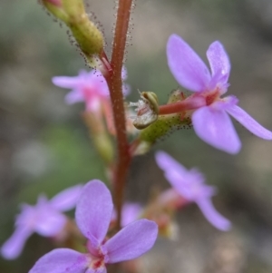 Stylidium graminifolium at Molonglo Valley, ACT - 13 Nov 2021