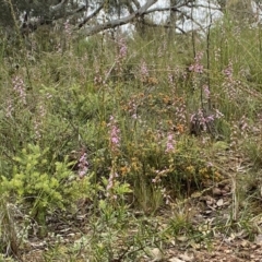 Stylidium graminifolium at Molonglo Valley, ACT - 13 Nov 2021