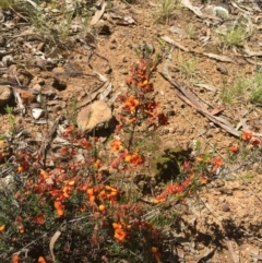 Dillwynia sp. at Campbell, ACT - 9 Nov 2021 by Rob1e8