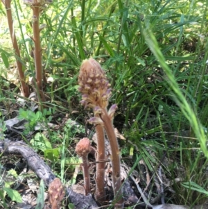 Orobanche minor at Campbell, ACT - 9 Nov 2021