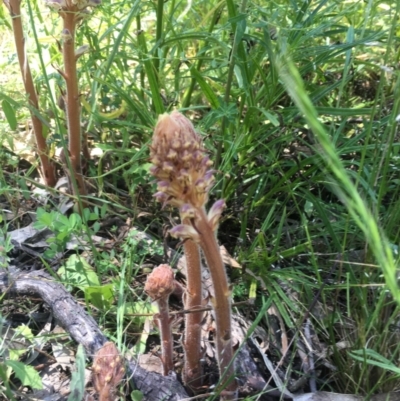 Orobanche minor (Broomrape) at Mount Ainslie - 9 Nov 2021 by Rob1e8