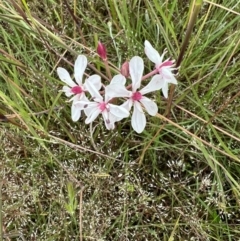 Burchardia umbellata (Milkmaids) at Murrumbateman, NSW - 13 Nov 2021 by SimoneC