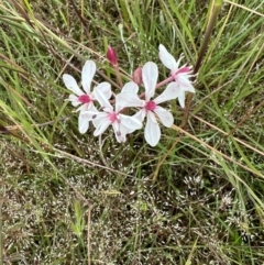 Burchardia umbellata (Milkmaids) at Murrumbateman, NSW - 13 Nov 2021 by SimoneC