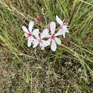 Burchardia umbellata at Murrumbateman, NSW - 13 Nov 2021