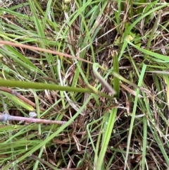 Burchardia umbellata at Murrumbateman, NSW - 13 Nov 2021 04:05 PM