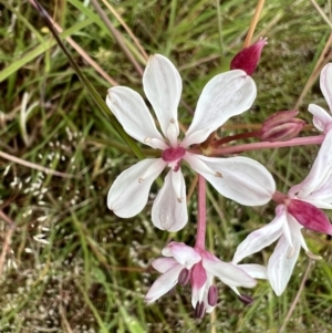 Burchardia umbellata at Murrumbateman, NSW - 13 Nov 2021 04:05 PM