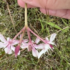 Burchardia umbellata at Murrumbateman, NSW - 13 Nov 2021