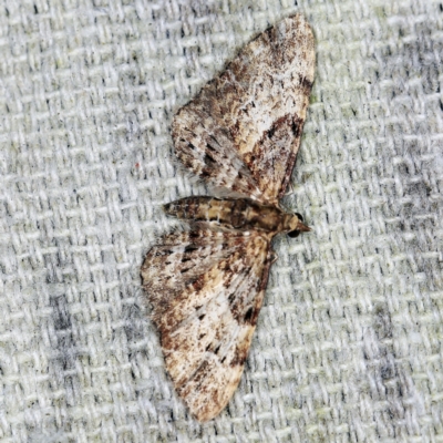 Chloroclystis insigillata (Chloroclystis insigillata) at O'Connor, ACT - 8 Nov 2021 by ibaird