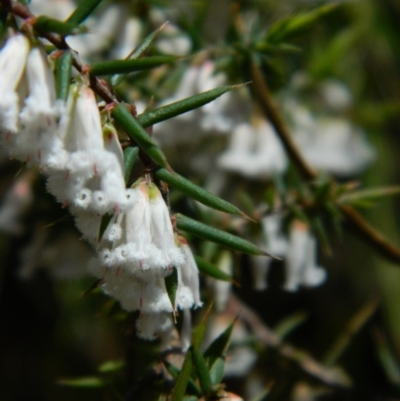 Leucopogon fletcheri subsp. brevisepalus (Twin Flower Beard-Heath) at Cotter River, ACT - 17 Oct 2021 by RG