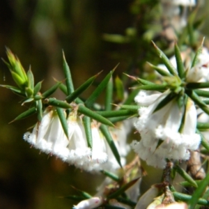 Leucopogon fletcheri subsp. brevisepalus at Cotter River, ACT - 17 Oct 2021