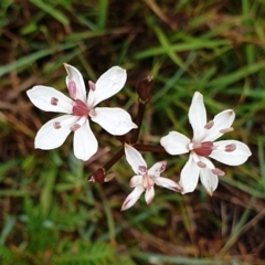 Burchardia umbellata (Milkmaids) at Cape Conran, VIC - 7 Nov 2021 by drakes