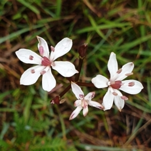 Burchardia umbellata at Cape Conran, VIC - 7 Nov 2021