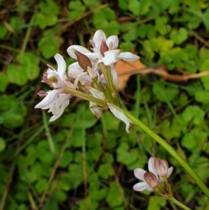 Burchardia umbellata at Cape Conran, VIC - 7 Nov 2021