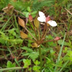 Burchardia umbellata at Cape Conran, VIC - 7 Nov 2021