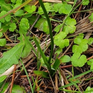 Burchardia umbellata at Cape Conran, VIC - 7 Nov 2021