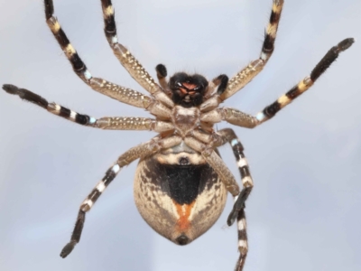 Neosparassus calligaster (Beautiful Badge Huntsman) at Evatt, ACT - 11 Nov 2021 by TimL