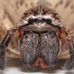 Neosparassus calligaster at Evatt, ACT - 11 Nov 2021