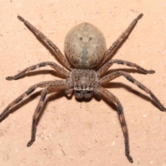 Neosparassus calligaster at Evatt, ACT - 11 Nov 2021