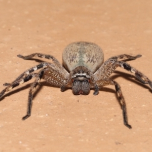 Neosparassus calligaster at Evatt, ACT - 11 Nov 2021