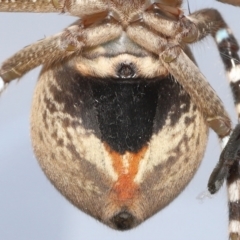 Neosparassus calligaster at Evatt, ACT - 11 Nov 2021 01:18 PM