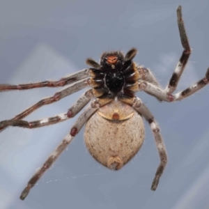 Isopeda sp. (genus) at Evatt, ACT - 11 Nov 2021