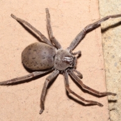 Isopeda sp. (genus) at Evatt, ACT - 11 Nov 2021 01:33 PM