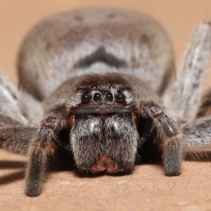 Isopeda sp. (genus) at Evatt, ACT - 11 Nov 2021