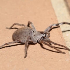 Isopeda sp. (genus) at Evatt, ACT - 11 Nov 2021