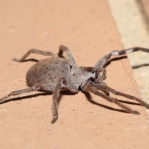 Isopeda sp. (genus) at Evatt, ACT - 11 Nov 2021 01:33 PM