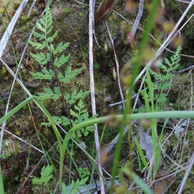 Cheilanthes austrotenuifolia (Rock Fern) at Nail Can Hill - 27 Sep 2021 by KylieWaldon