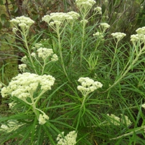 Cassinia longifolia at Kambah, ACT - 13 Nov 2021