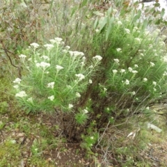 Cassinia longifolia at Kambah, ACT - 13 Nov 2021