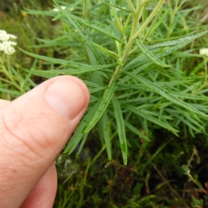 Cassinia longifolia at Kambah, ACT - 13 Nov 2021