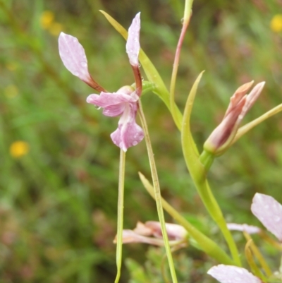 Diuris dendrobioides (Late Mauve Doubletail) at Mount Taylor - 12 Nov 2021 by MatthewFrawley